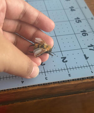 Carder Bee Carder Bee