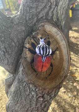 Goliath Beetle Goliath Beetle