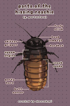 Hissing Cockroach Hissing Cockroach