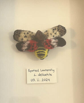 Spotted Lanternfly