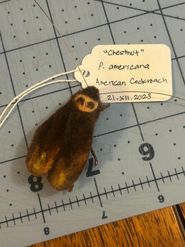 Chestnut the Cockroach Chestnut the Cockroach